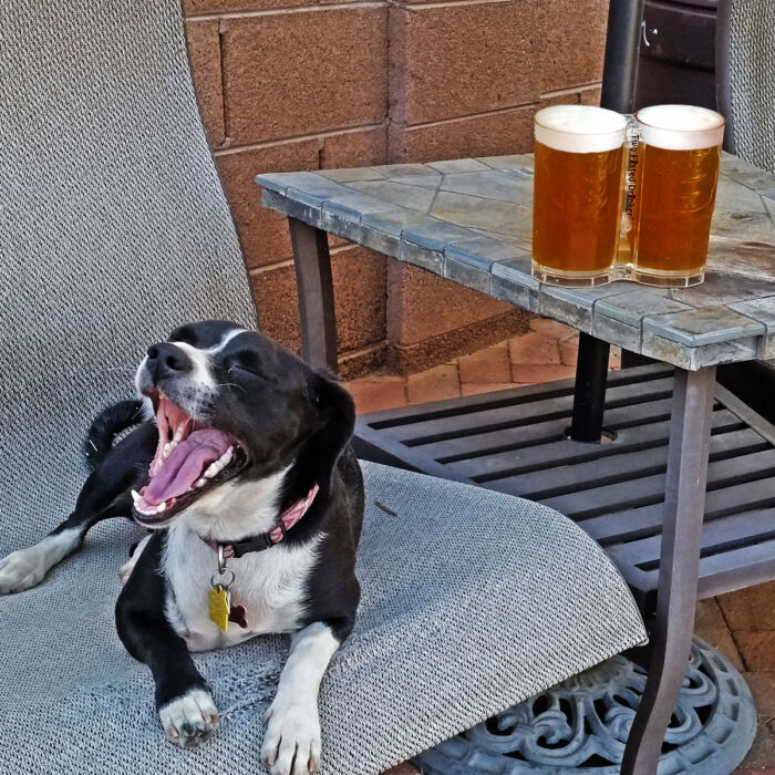 Caption Doggie Two Fisted Drinker